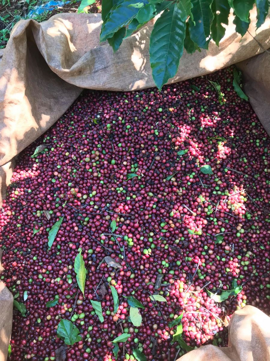 Giá nông sản ngày 26/6/2023: Cà phê tăng, hồ tiêu đạt 72.000 đồng/kg